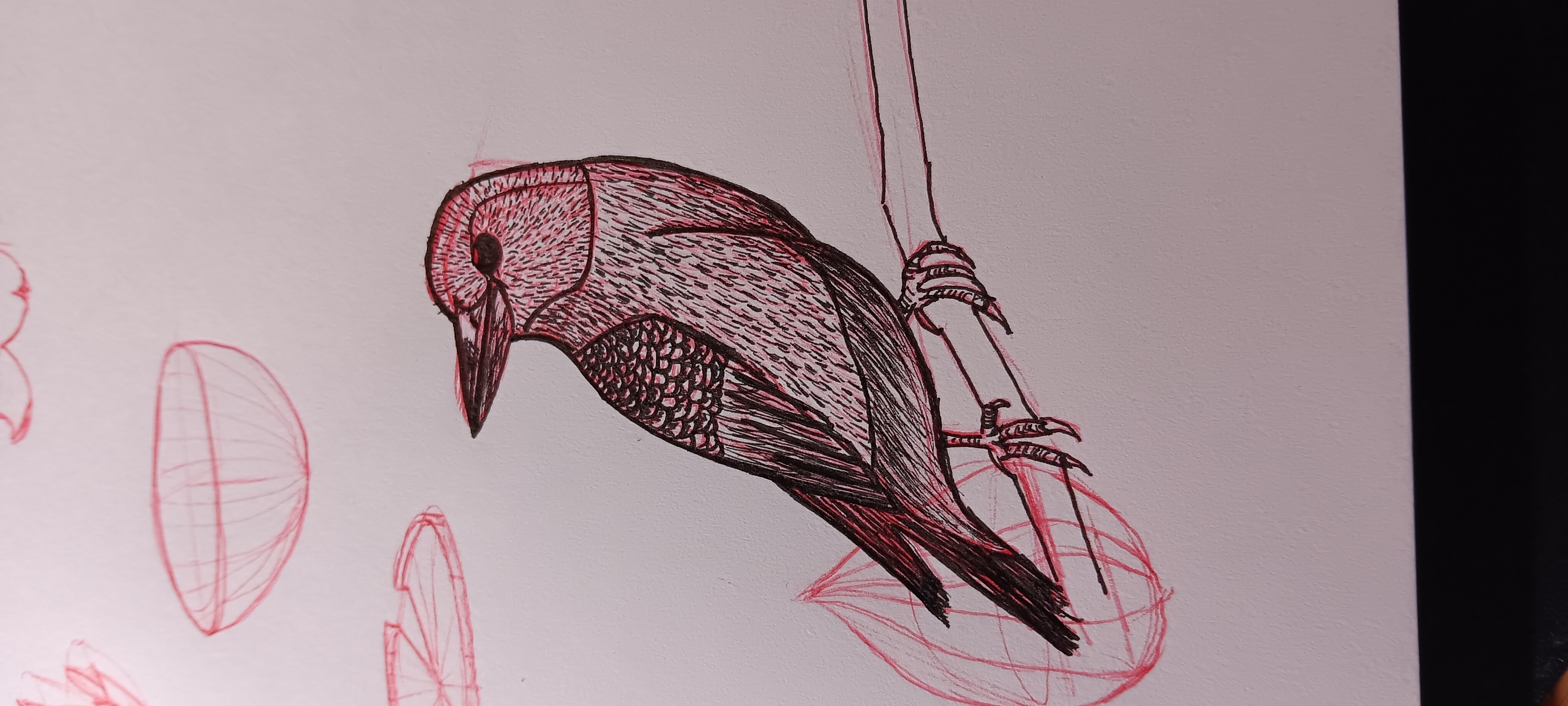 a photo of a pen sketch of a bird